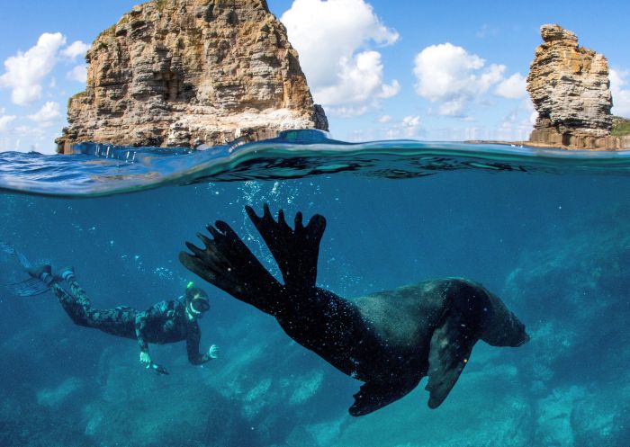 Dive Jervis Bay, Jervis Bay - Credit: Jordan Robins