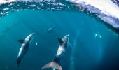 Dolphin Swim Australia, 포트 스티븐스(Port Stephens) - 출처: Dolphin Swim Australia